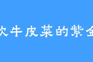 喜欢牛皮菜的紫金锤